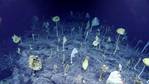 Plan for More Deep Seafloor Observations Might Find Something “Weird”