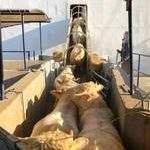 Petition Against Animal Transport to War Zones Submitted to EU Commission