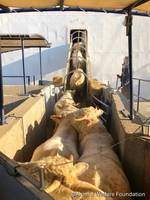 Petition Against Animal Transport to War Zones Submitted to EU Commission