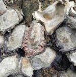 DNA Technology Solves 176-year old Oyster Mystery